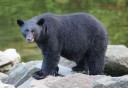Photo of bear on rocks at cove